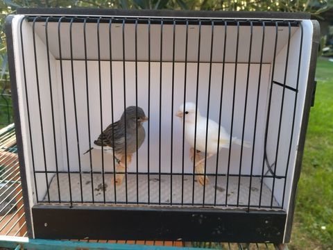 Couple canaris gloster et fife fancy bagué 50 31310 Rieux