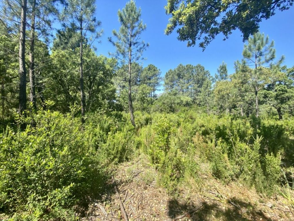 Maisons neuves   Le Barp (33114)