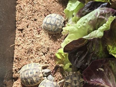 tortues 30 66530 Claira