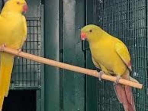   M&eacute;lanure jaune m&acirc;le 250 46340 Salviac