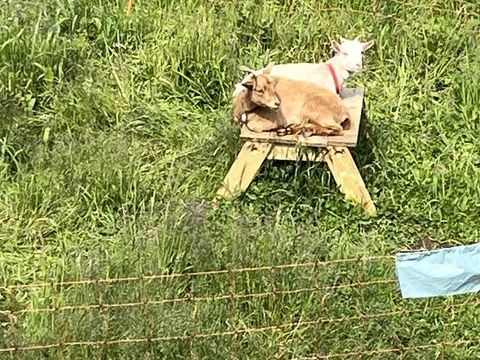 2 ch&egrave;vres naines 0 64480 Ustaritz