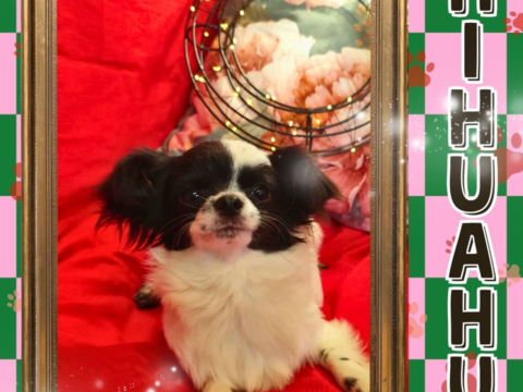 Chiot chihuahua m&acirc;le poils longs 550 18140 Pr�cy