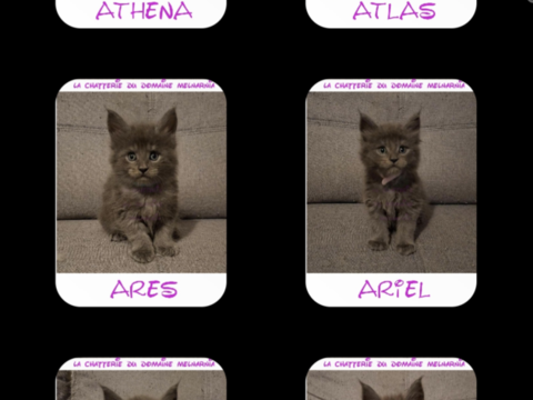 Maine coon loof a vendre 1500 33220 Saint-avit-saint-nazaire