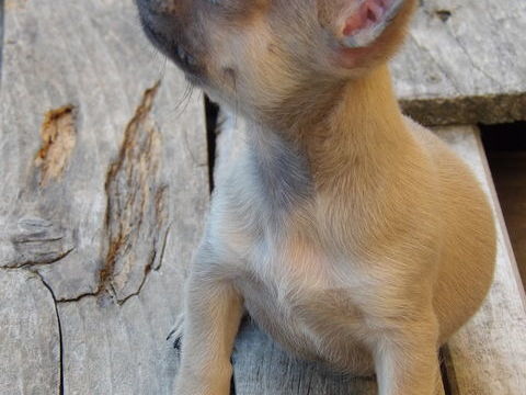 Chiot type chihuahua m&acirc;le 800 44530 S�v�rac