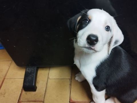chiots crois&eacute;e de jagdterrier et border colli. 300 87310 Saint-laurent-sur-gorre