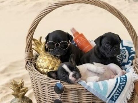 &Agrave; r&eacute;server chiots Bouledogues fran&ccedil;ais 1400 77000 Melun