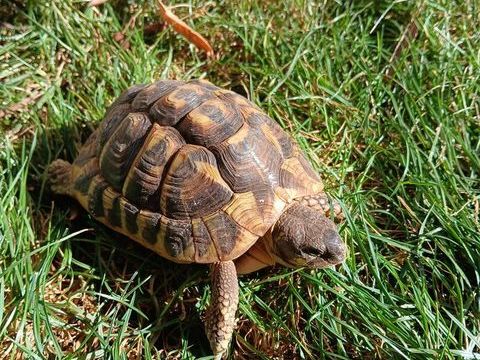 Tortue m&acirc;le 7 ans. 150 34130 Saint-aun�s