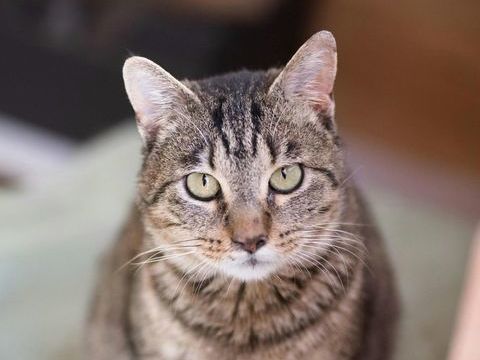 TOMAS 220 27620 Gasny