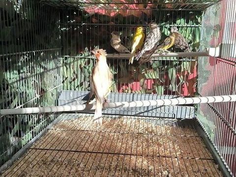 Canari mâle et femelle premier choix bague 2025 30 76610 Le havre