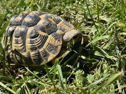 tortue male adulte 190 13100 Saint-marc-jaumegarde