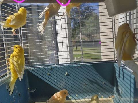 Canari 18 44350 Gurande