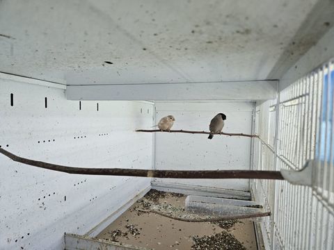 divers exotiques 0 74380 Nangy