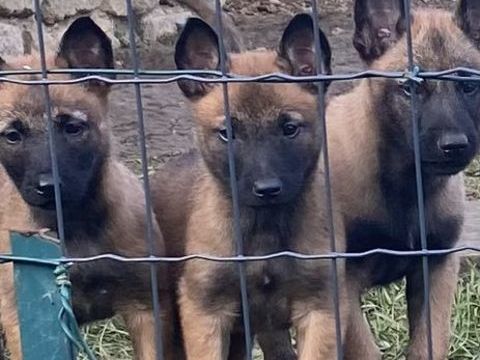 Chiots malinois &agrave; r&eacute;server . 400 35133 La chapelle-janson