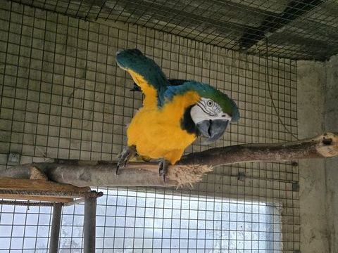 Cacato&egrave;s Ararauna 1200 46340 Salviac