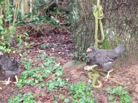 Poule coucou de Rennes 30 56350 Rieux