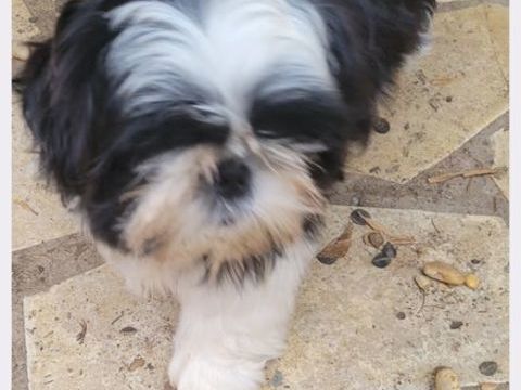 Petite shih tzu femelle de  3 mois LOF 1500 34300 Le grau d'agde