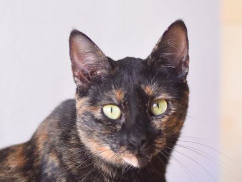 MOLLY 220 95610 ragny