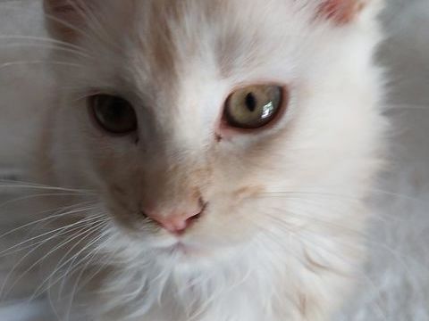Chaton male pure race Maine coon 1000 31570 Sainte-foy-d'aigrefeuille