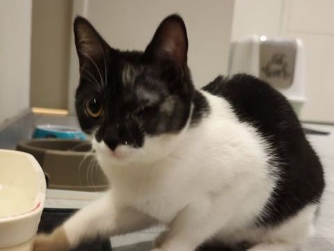 ALBANE 200 35490 Chauvign�