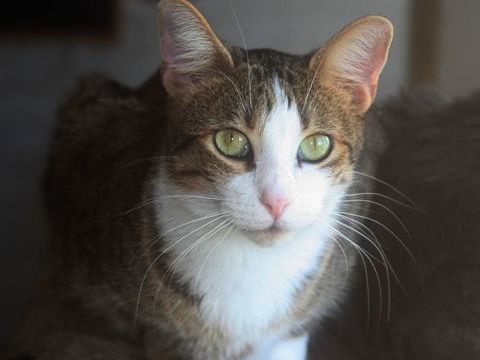 VEGAS FEMELLE TIGRE BLANC 1 AN 1/2 195 92260 Fontenay-aux-roses