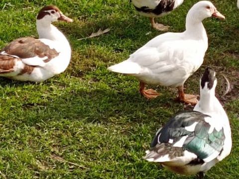 cannes et canards de barbarie 20 88330 Moriville