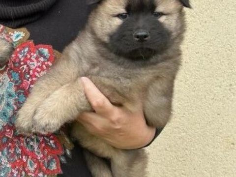 chiot femelle EURASIER LOF 1200 27210 Beuzeville
