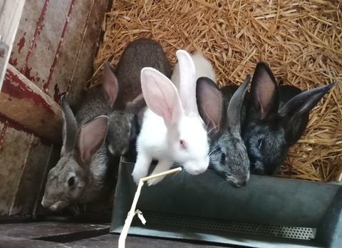 Lapins fermiers 15 62770 Saint-georges