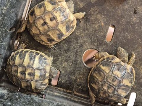 Bebe tortue de terre 40 84140 Montfavet