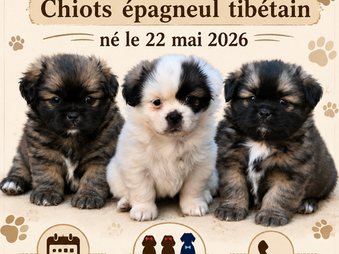 Chiot &eacute;pagneul tib&eacute;tain LOOF  1000 85310 Chaillé-sous-les-ormeaux