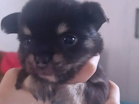 Chihuahua poils longs  900 77260 Reuil-en-brie