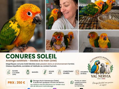 Conures Soleil EAM Bagu&eacute;es, sex&eacute;es ADN, sevr&eacute;es 350 06500 Menton