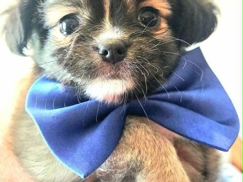 superbes chiots chihuahuas miniatures et tea cup 1250 33000 Bordeaux
