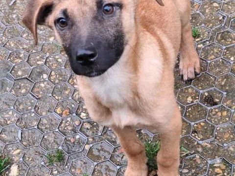 Orio à l'adoption  320 77810 Thomery