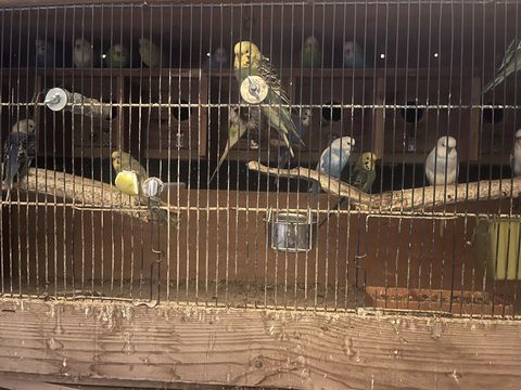 Perruches ondulées 10 67310 Wasselonne