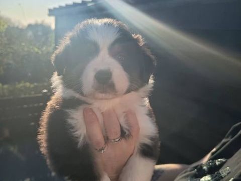 Chiots berger australien 1500 62360 Saint-�tienne-au-mont
