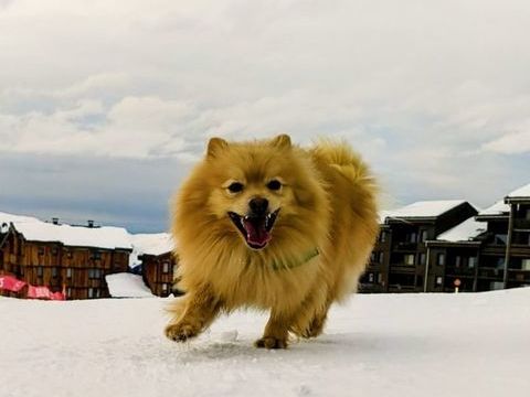 ZOUK m&acirc;le type spitz 3 ans 250 17360 Saint-aigulin