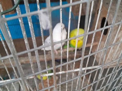 Perruches ondulées toutes toute couleurs  2024 6 mois 10 46150 Saint-denis-catus