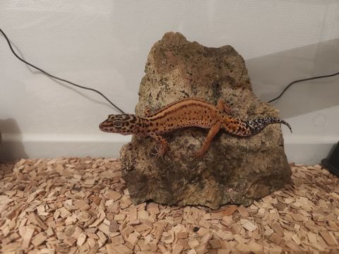 Gecko l&eacute;opard 40 59710 M�rignies