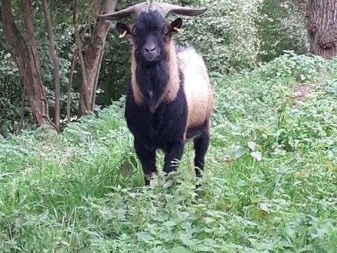 Themis, bouc nain type alpin &agrave; adopter 50 44290 Pierric