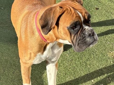 Chiots Boxer &agrave;  na&icirc;tre R&eacute;servations ouvertes 1200 31620 Bouloc