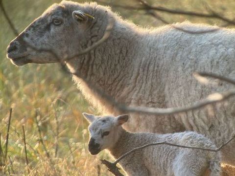 Moutons Lande de Bretagne 120 17430 Bords