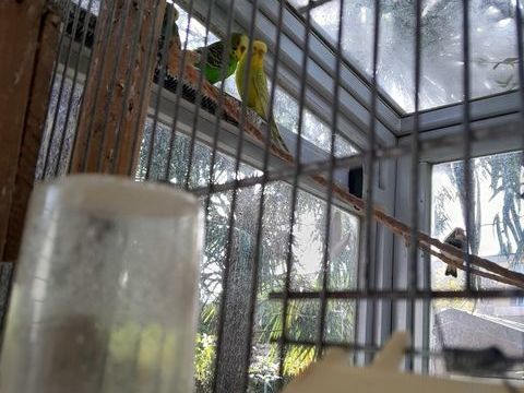 Perruches ondulées  de l année 
Différentes couleurs 
16 38600 Fontaine