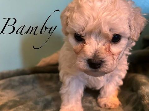 chiots bichons &agrave; poils fris&eacute;s males et femelles 1200 51120 S�zanne