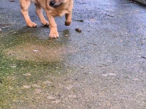 Maidy &agrave; l'adoption 320 77810 Thomery