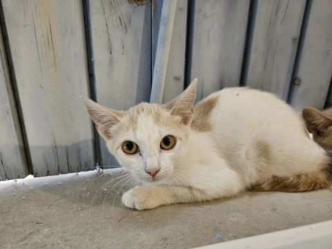 Chat BIANCA à l adoption 110 07270 Colombier-le-jeune