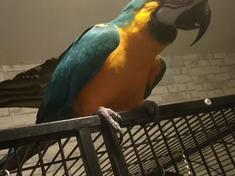 Perroquet ara 1200 51150 Athis