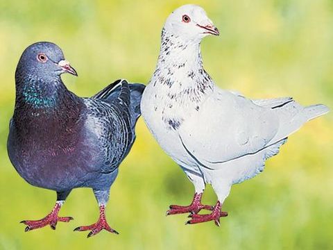 couple pigeon texan pure race 
j 0 59239 Thumeries
