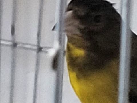 canaris f1 vert 40 38400 Saint-martin-d'h�res