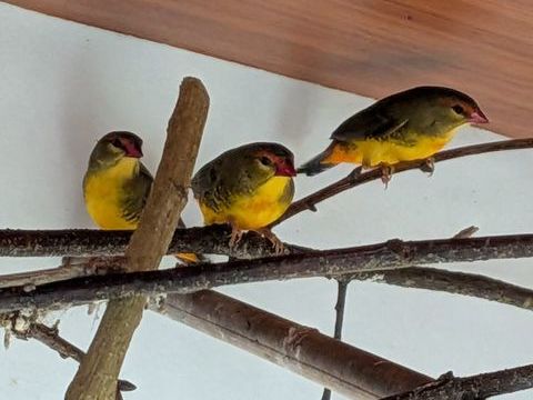 oiseaux ventre orange 60 29180 Guengat