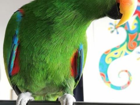 eclectus m&acirc;le EAM 700 44980 Sainte-luce-sur-loire